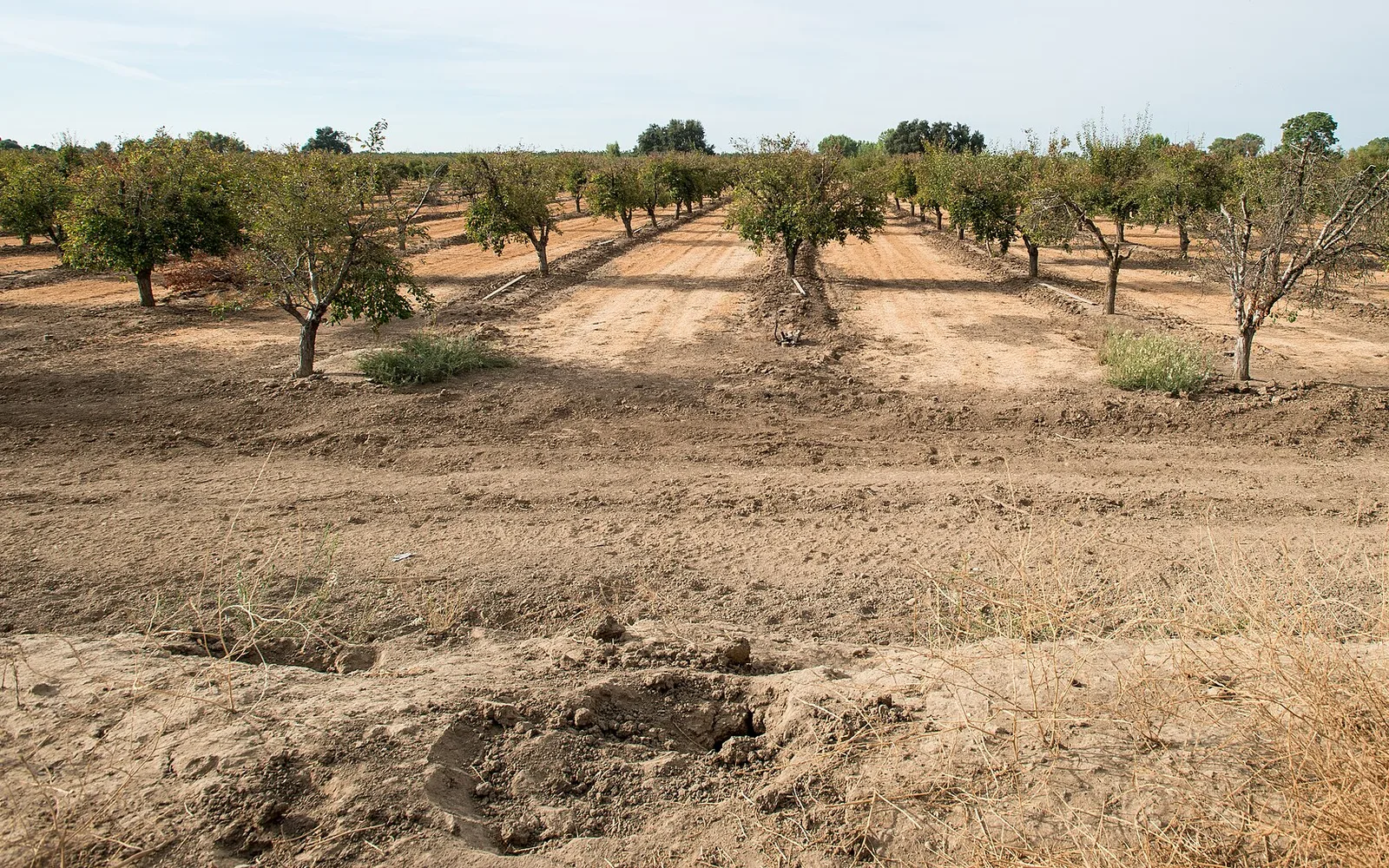 A plum orchard irrigation berm near Gilsizer Slough in Yuba City, August 2015.