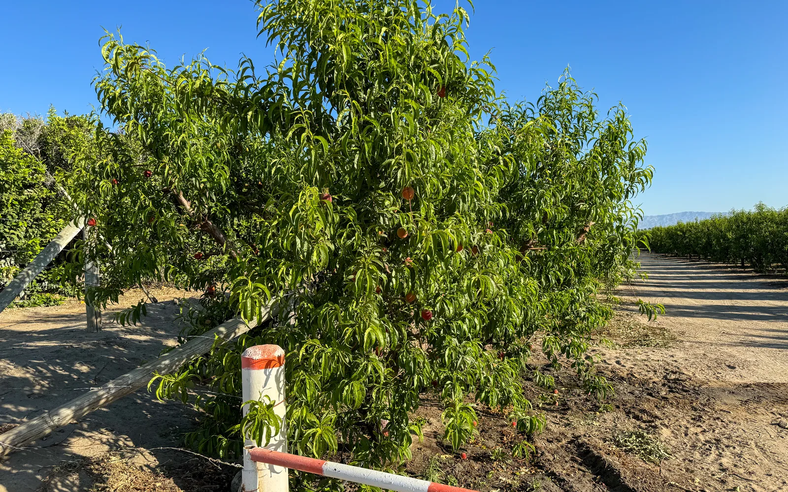 Peach orchard trees in rows showing agricultural cultivation
